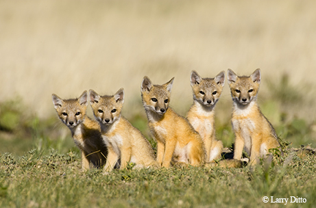 Fox kits